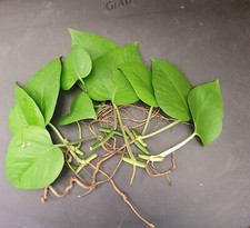 Jade pothos leaf for sale  Fort Lauderdale