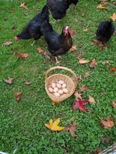 Oeufs fécondés poule d'occasion  Rozay-en-Brie