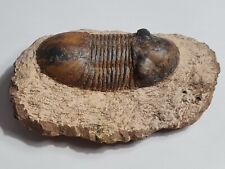 Trilobite paralejurus sp d'occasion  Sessenheim