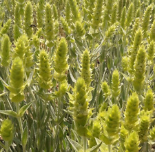 Sideritis scardica - Té de Mursalitsa afrodisiaco fertilidad 10 semillas seeds  comprar usado  Enviando para Brazil