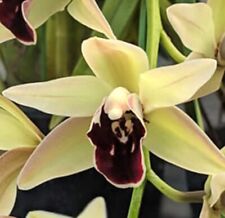 Cymbidium sarah jean for sale  Torrance