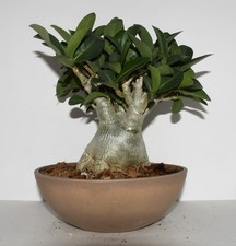 Adenium hybrid thai for sale Adenium hybrid thai for sale  Waddell
