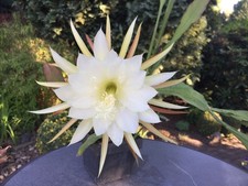Großer epiphyllum blattkaktus gebraucht kaufen  Delmenhorst
