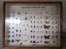 entomologia usato entomologia usato Italia