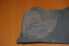 Schieferplattenstück fossilie gebraucht kaufen  Bad Wurzach