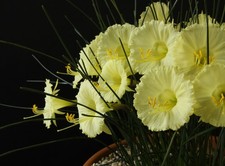 Narcissus halimede new for sale  YORK