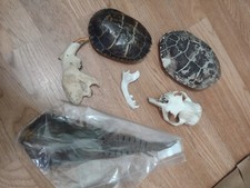 Skull jaw oddity for sale  Windsor