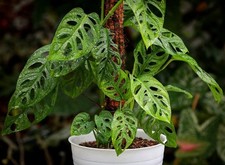 Monstera adansonii swiss for sale  Cincinnati