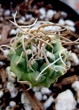 Turbinicarpus schmiedickeanus  for sale  San Jose