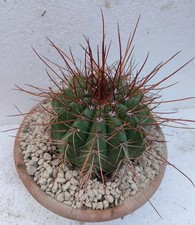 Melocactus oreas pøt usato Melocactus oreas pøt usato  Lecce