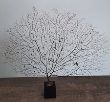 Curiosité taxidermie superbe d'occasion  Montpellier-
