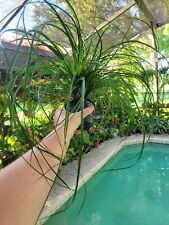 Pony tail palm for sale  Windermere