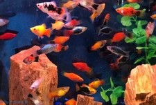 Fry mix platy. for sale  Pittsburg