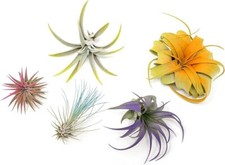 Colorful air plants for sale  Saint Augustine