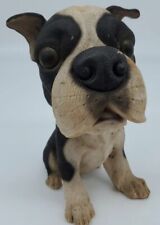 Boston terrier 8.5 d'occasion  Expédié en Belgium