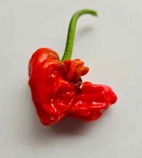 Rhpp peter pepper for sale  MANSFIELD
