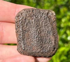 Nice texas fossil for sale  Coppell