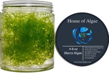 Chaetomorpha macro algae for sale  Indio