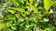 Assorted size mulberry for sale  Hudson
