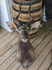 African nyala antelope for sale  Wellsville