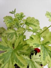 Charity scented pelargonium for sale  HARROGATE