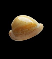 Shell conchiglia cypraea usato  Forano