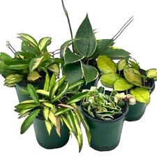Variegated hoya assortment for sale  Apopka