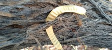 Velvet mesquite seed for sale  Las Vegas