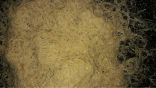 White worm starter for sale  Ardenvoir