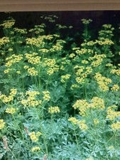 Rue plants years for sale  READING