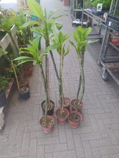 Pianta frangipani plumeria usato  Italia