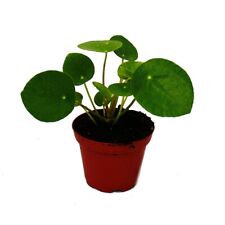 Exotenherz pilea peperomioides gebraucht kaufen  Zweibrücken