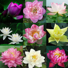 20pcs pack lotus for sale  Shipping to Ireland