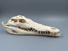 Krokodilschädel crocodylus ni gebraucht kaufen  Hamburg