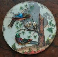 Rare miniature bird for sale  CANTERBURY