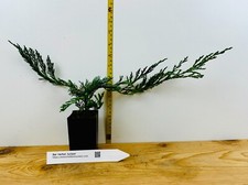 Bar harbor juniper for sale  Albany