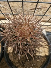 Polycephalus cactus 13 for sale  Lancaster