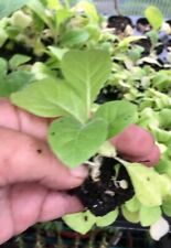 Tobacco amber leaf for sale  TYWYN
