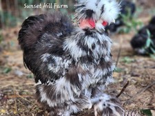 Silkie hatching eggs for sale  Parrish