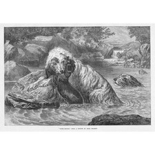 Scene otter hounds for sale  GLASGOW