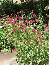 Knautia macedonica macedonian for sale  HORSHAM