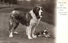St. bernard dog for sale  Moorpark