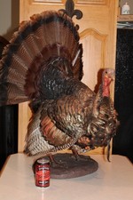 Turkey mount taxidermy for sale  Brandon