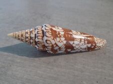 Shell new conidae d'occasion  Expédié en Belgium