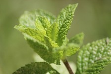Live mojito mint for sale  USA
