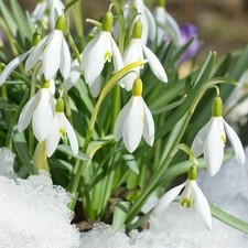 100 woronow schneeglöckchen gebraucht kaufen  Emden