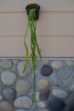 fern plant pot green for sale  Roseburg