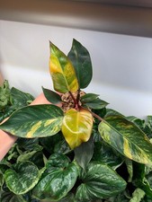 Philodendron red congo for sale  Atlanta