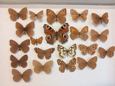 Collection british butterflies for sale  MANCHESTER