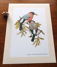 Gimpel vogel kunstdruck gebraucht kaufen  Bad Oldesloe